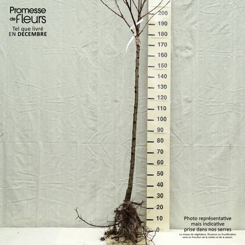 Example of Cerisier Schneiders Späte Knorpelkirsche - Prunus avium  Grandes Racines nues, Demi-Tige as you get in hiver