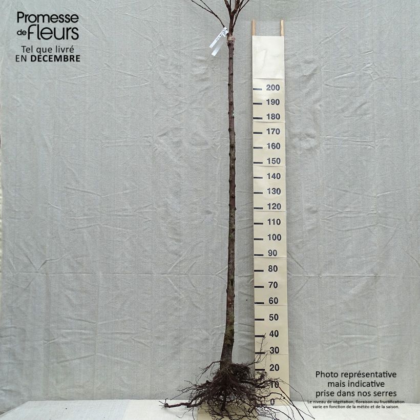 Example of Cerisier Schneiders Späte Knorpelkirsche - Prunus avium  Grandes Racines nues, Gobelet as you get in hiver