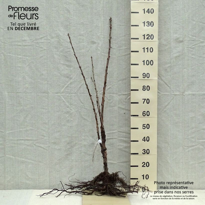 Example of Cerisier Schneiders Späte Knorpelkirsche - Prunus avium  Grandes Racines nues, Haute-Tige as you get in hiver