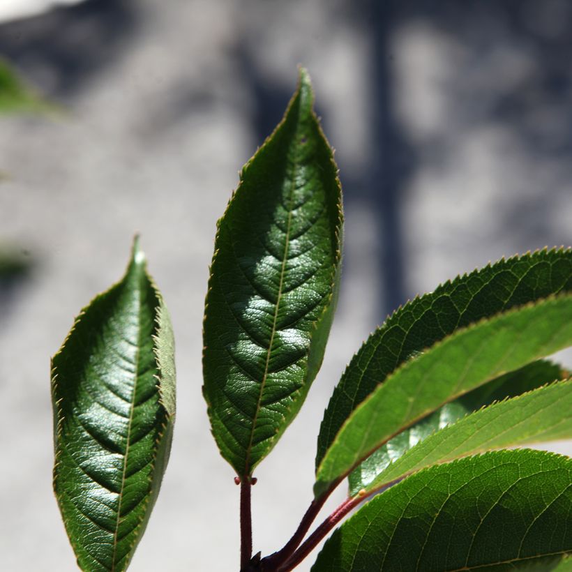 Cerisier à fleurs - Prunus Royal Flame (Foliage)