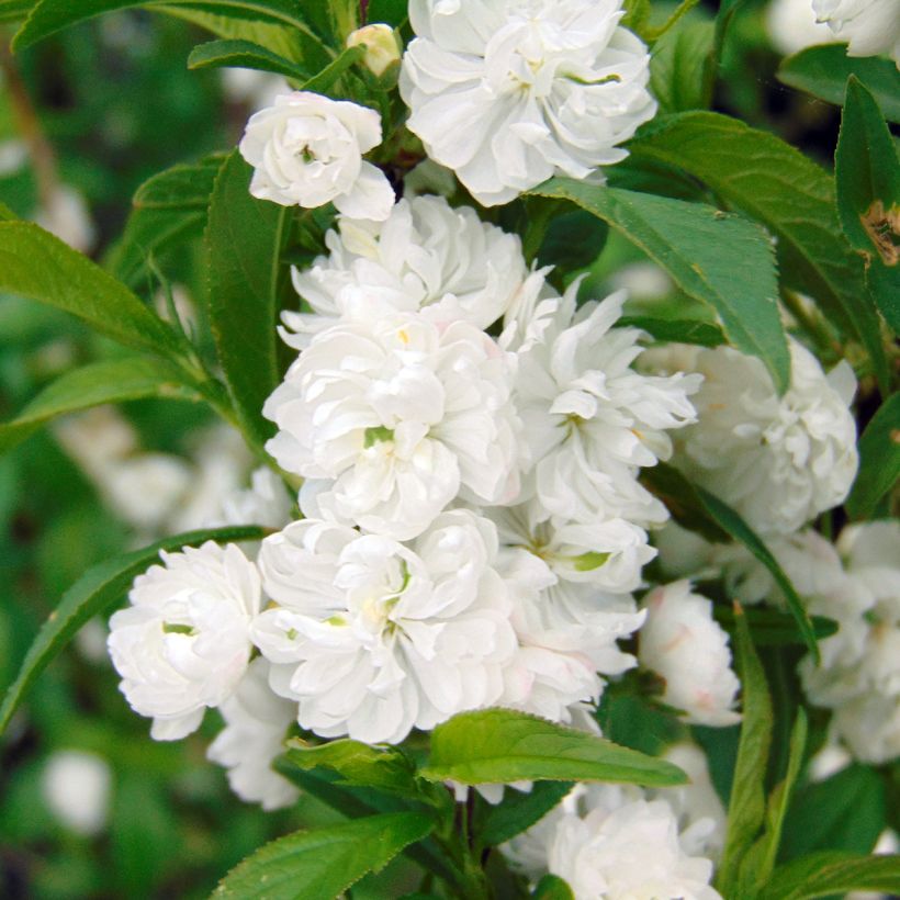 Cerisier à fleur - Prunus glandulosa Alba Plena (Flowering)