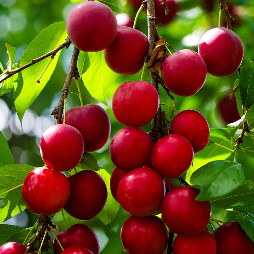 Prunier myrobolan - Prunus cerasifera (Harvest)