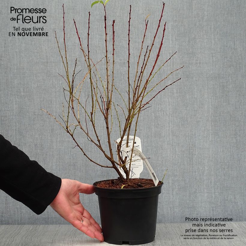 Example of Cerisier à fleurs - Prunus glandulosa Rosea Plena Pot de 3L/4L as you get in automne