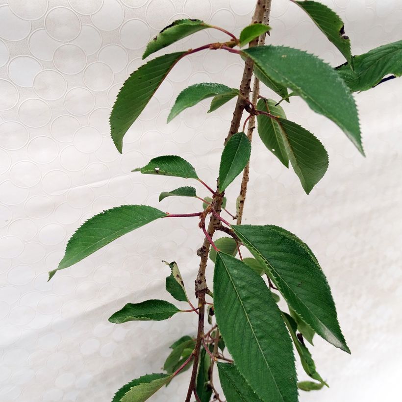 Cerisier à fleurs - Prunus subhirtella Pendula Rubra (Foliage)
