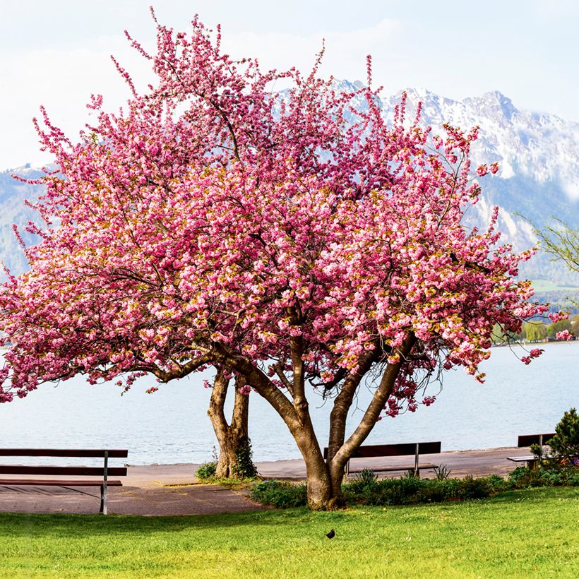 Cerisier à fleurs du Japon - Prunus serrulata Kanzan (Plant habit)