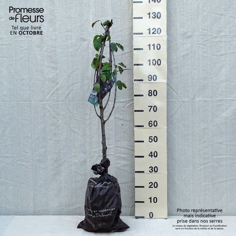 Example of Cerisier bigarreau Bigalise - Georges Delbard Motte "Prêt-à-planter", Gobelet as you get in automne