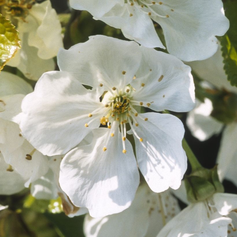 Cerisier Bigarreau Marmotte Bio (Flowering)