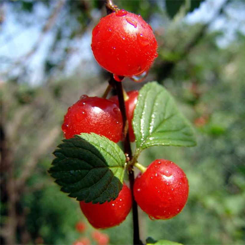 Cerisier colonnaire Sylvia - Cerisier nain (Harvest)