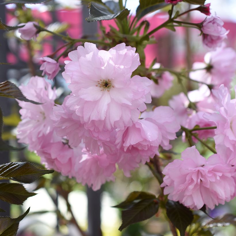 Cerisier du Japon - Prunus serrulata Royal Burgundy (Flowering)