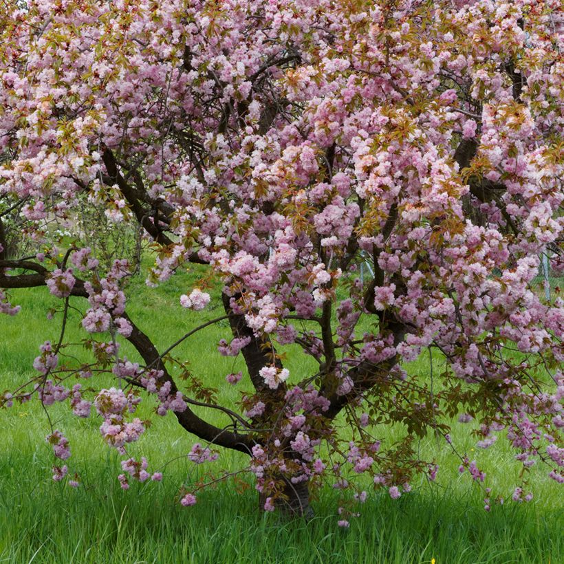 Cerisier du Japon - Prunus serrulata Royal Burgundy (Plant habit)