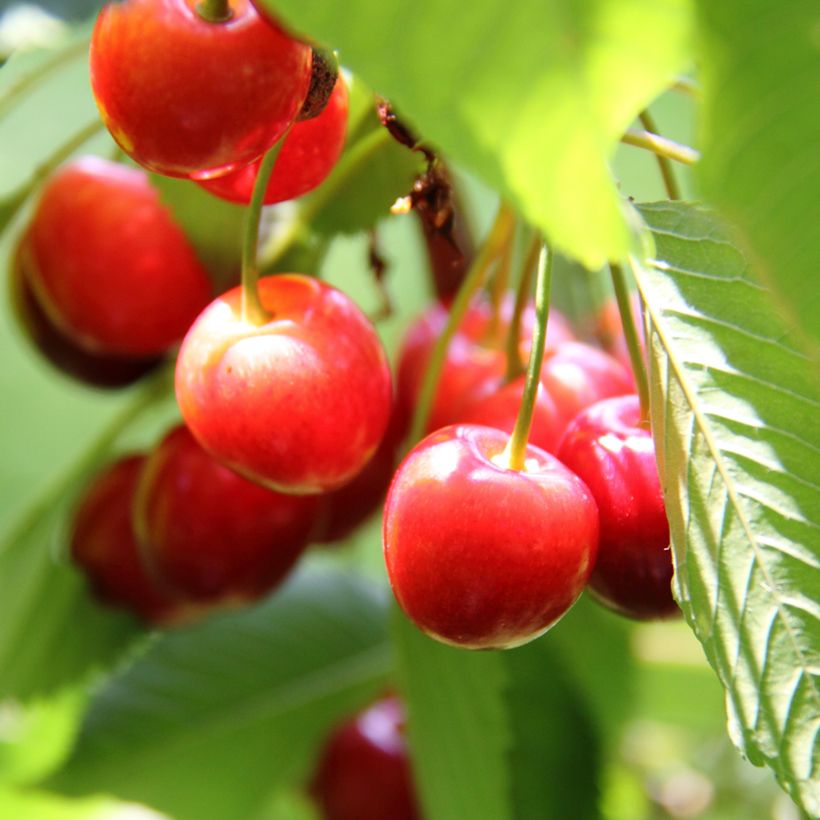 Cerisier griottier Griotte de Montmorency pleureur Bio (Harvest)