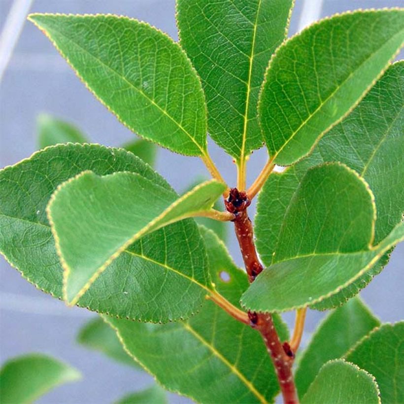 Cerisier nain Cherry Boop (Foliage)