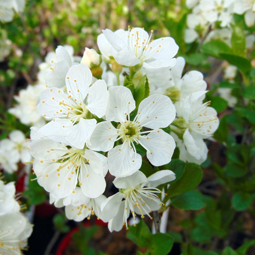 Cerisier nain Cherry Boop (Flowering)