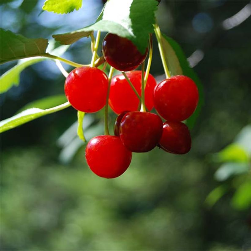 Cerisier nain Cherry Boop (Harvest)