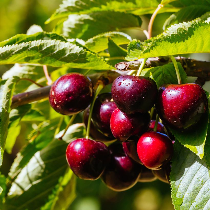 Cerisier nain Fruit me Cherry Me Lapins (Harvest)