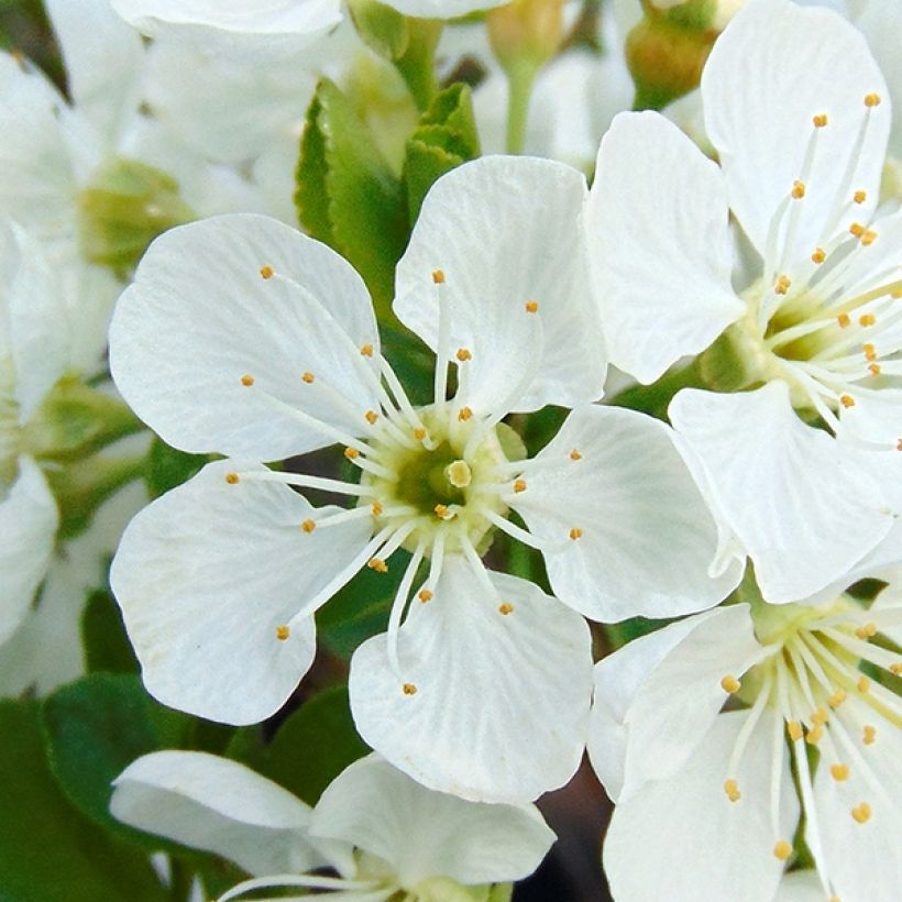 Cerisier nain Fruit Me Cherry Me Burlat (Flowering)