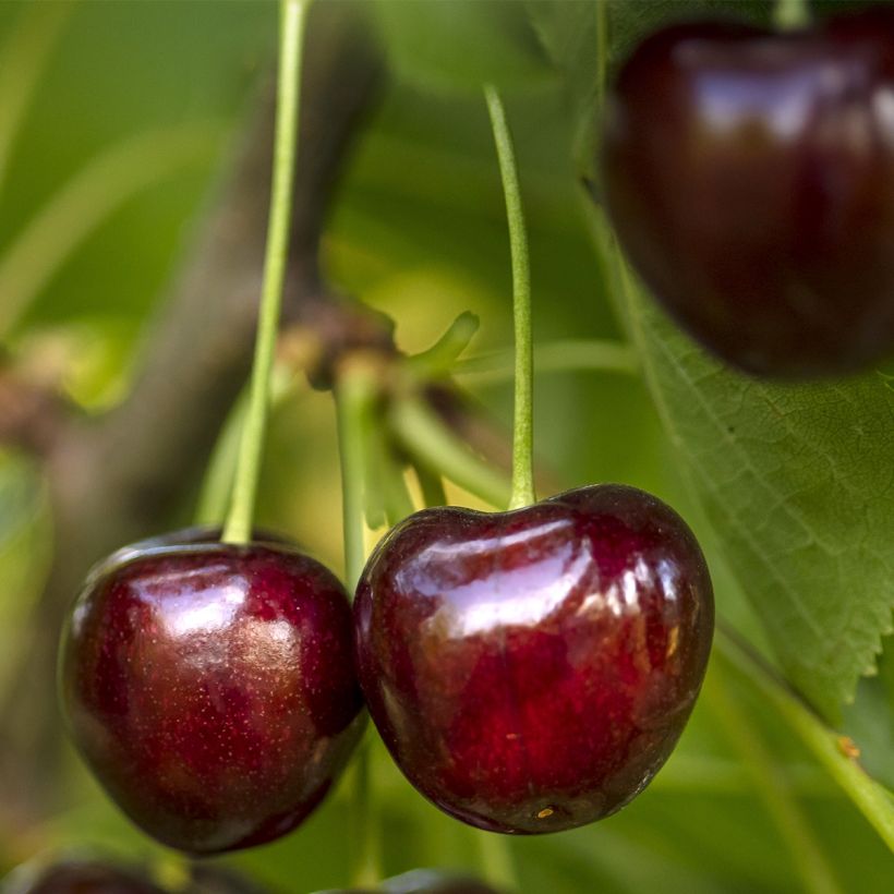 Cerisier nain Fruit Me Cherry Me Burlat (Harvest)