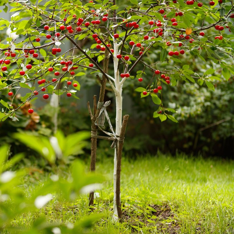 Cerisier nain Fruit Me Cherry Me Burlat (Plant habit)
