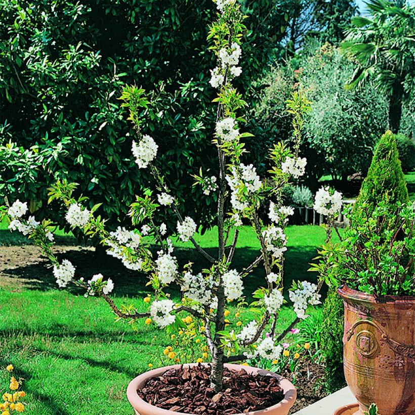 Cerisier nain Garden Bing (Flowering)