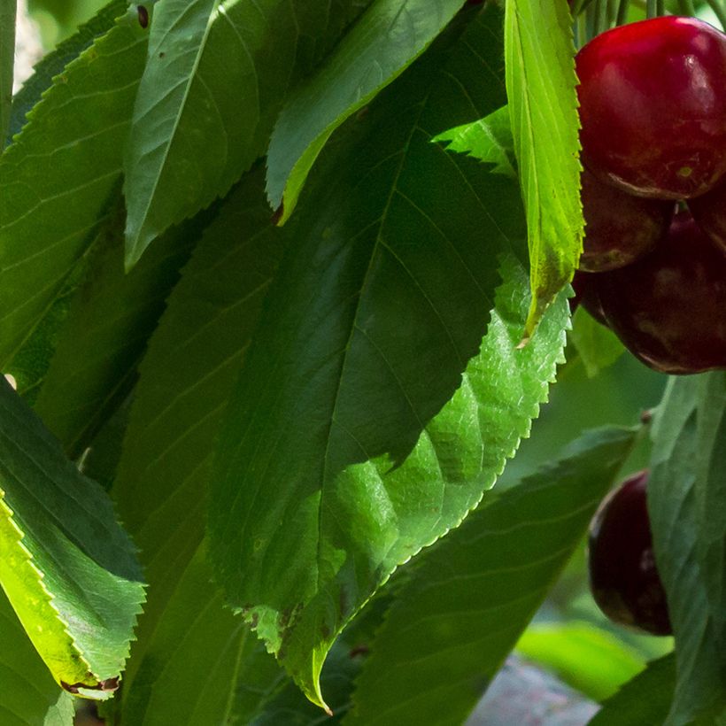 Cerisier nain Stella Bio (Foliage)