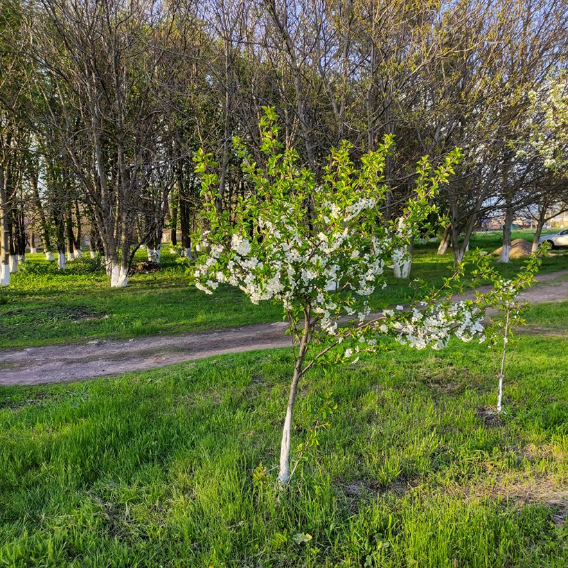 Cerisier nain Stella Bio (Plant habit)