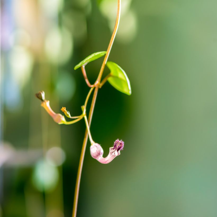 Ceropegia woodii - Chaîne des cœurs (Flowering)