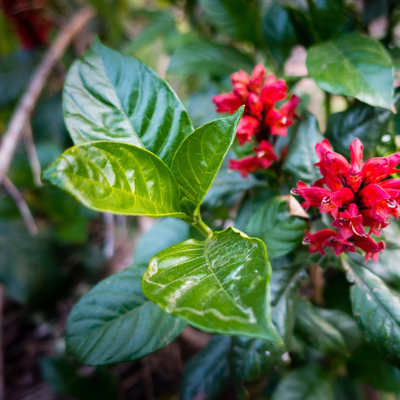 Cestrum fasciculatum Newellii - Cestreau rouge du Mexique (Foliage)