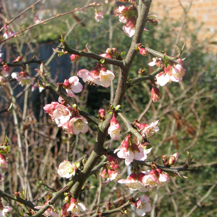 Chaenomeles cathayensis - Cognassier de Cathay (Flowering)