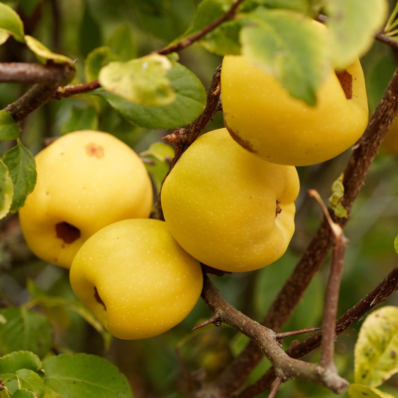 Chaenomeles cathayensis - Cognassier de Cathay (Harvest)