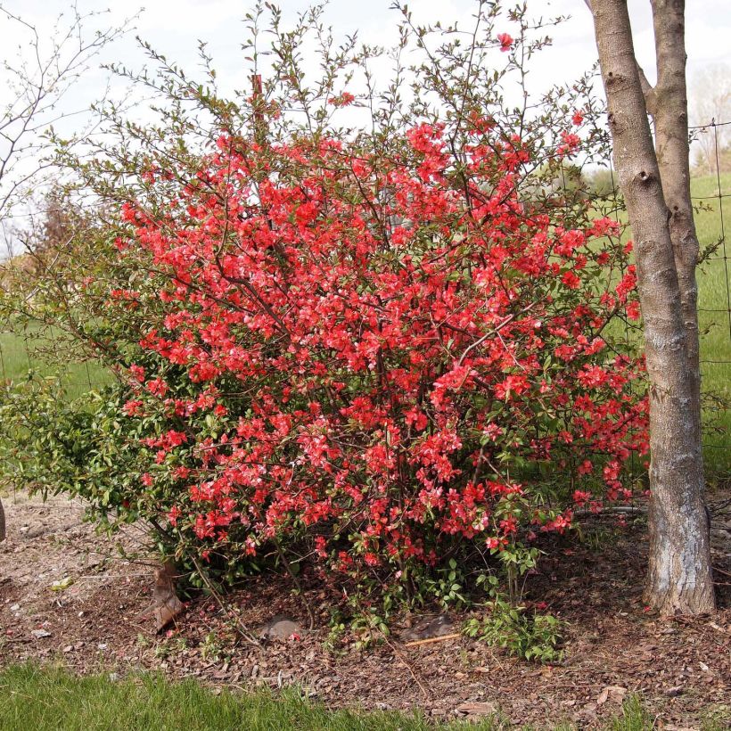 Cognassier du Japon Sargentii - Chaenomeles japonica (Plant habit)
