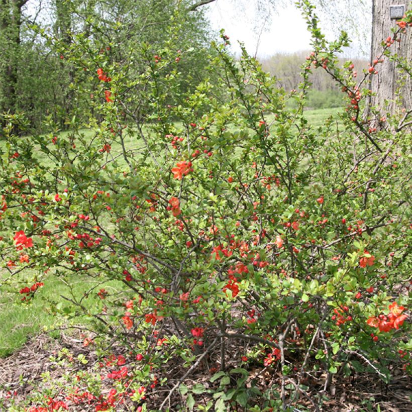 Cognassier du Japon Clementine - Chaenomeles superba (Plant habit)