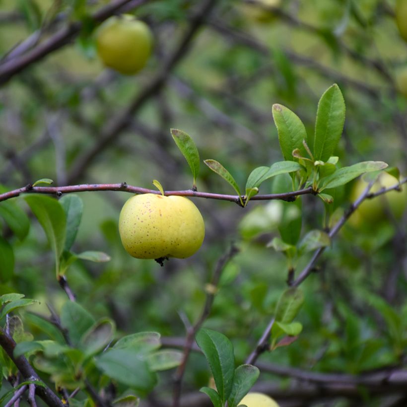 Chaenomeles superba Nicoline - Chaenomeles superba (Harvest)