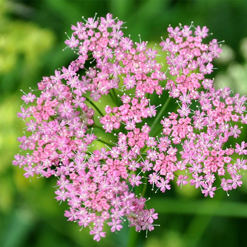 Chaerophyllum hirsutum Roseum - Cerfeuil hirsute (Flowering)