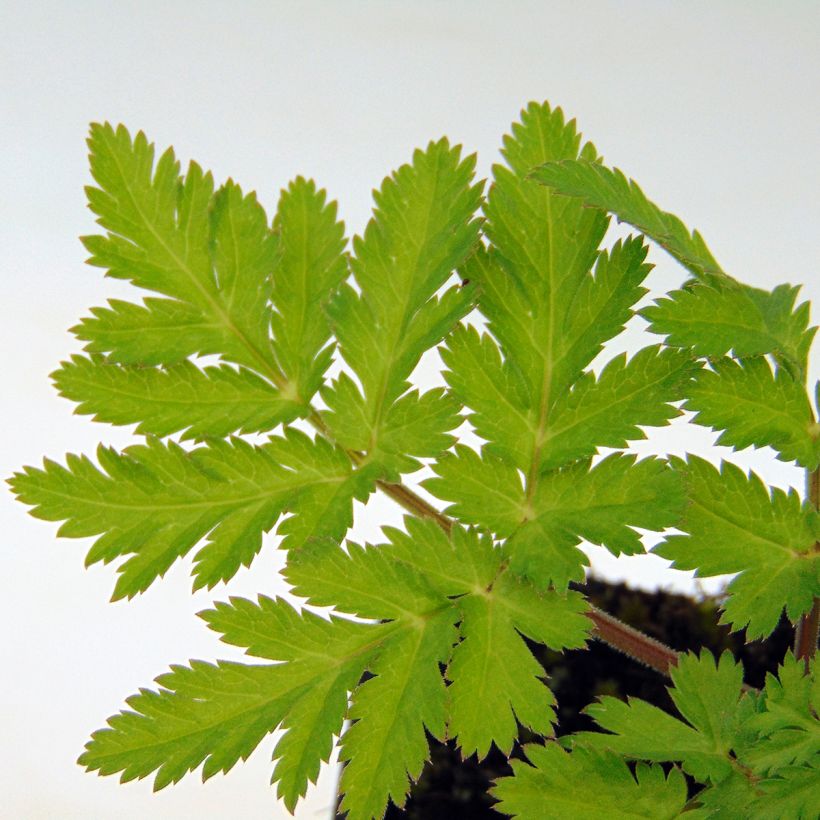 Chaerophyllum hirsutum Roseum - Cerfeuil hirsute (Foliage)
