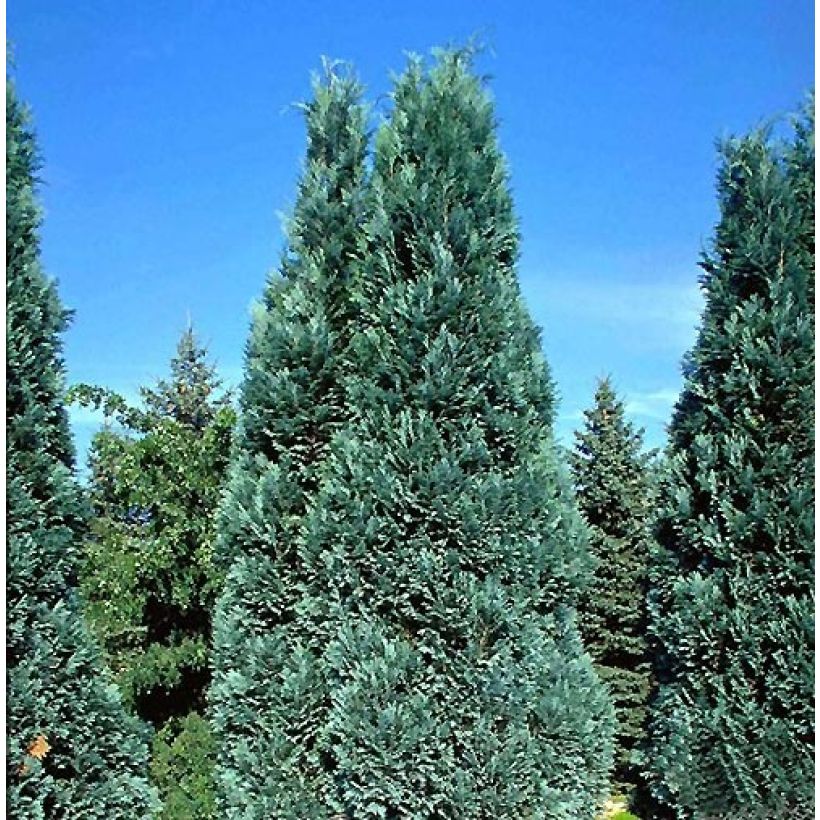 Chamaecyparis lawsoniana Alumii - Cyprès de Lawson (Plant habit)