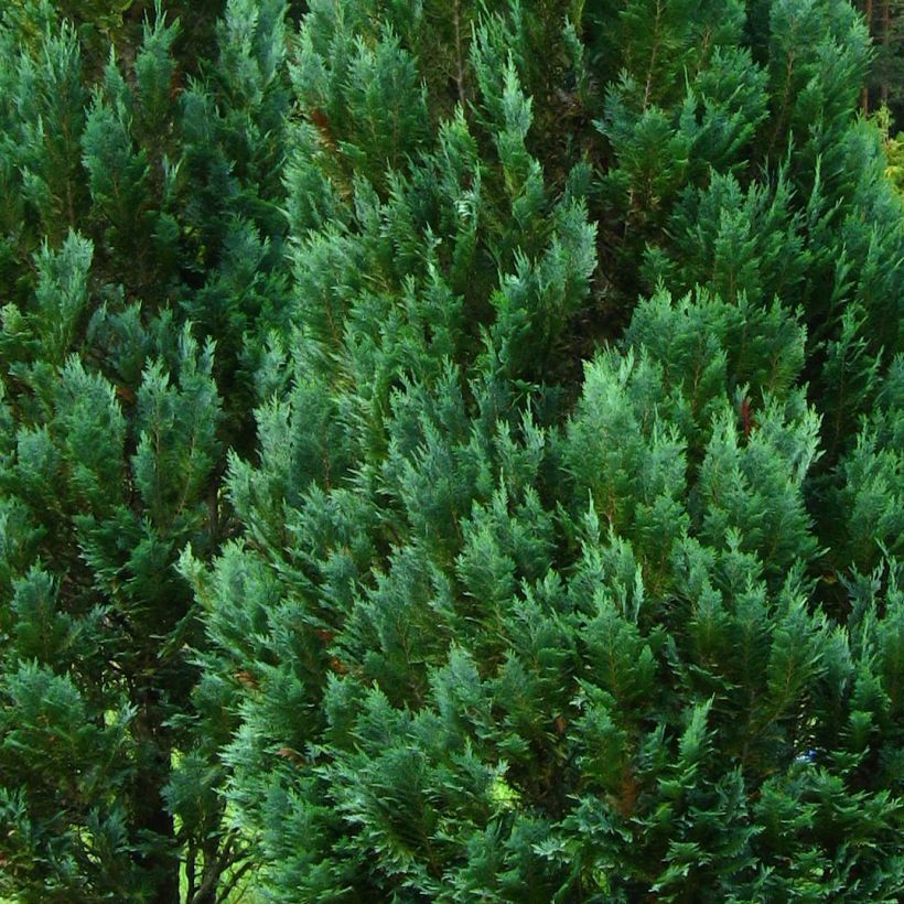 Chamaecyparis lawsoniana Columnaris - Cyprès de Lawson (Foliage)