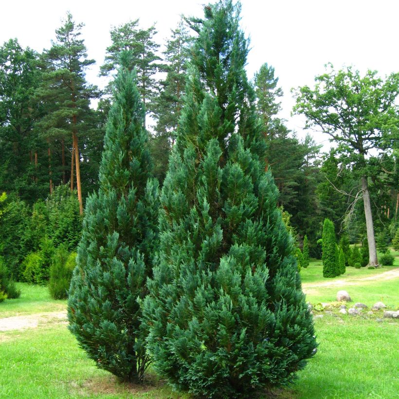 Chamaecyparis lawsoniana Columnaris - Cyprès de Lawson (Plant habit)