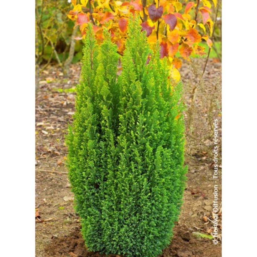 Chamaecyparis lawsoniana Ellwood's Gold -Cyprès de Lawson  (Plant habit)