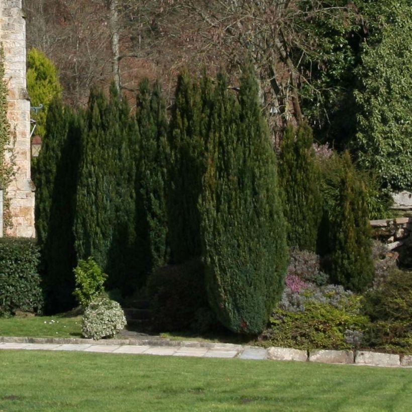 Chamaecyparis lawsoniana Elwoodii - Cyprès de Lawson  (Plant habit)