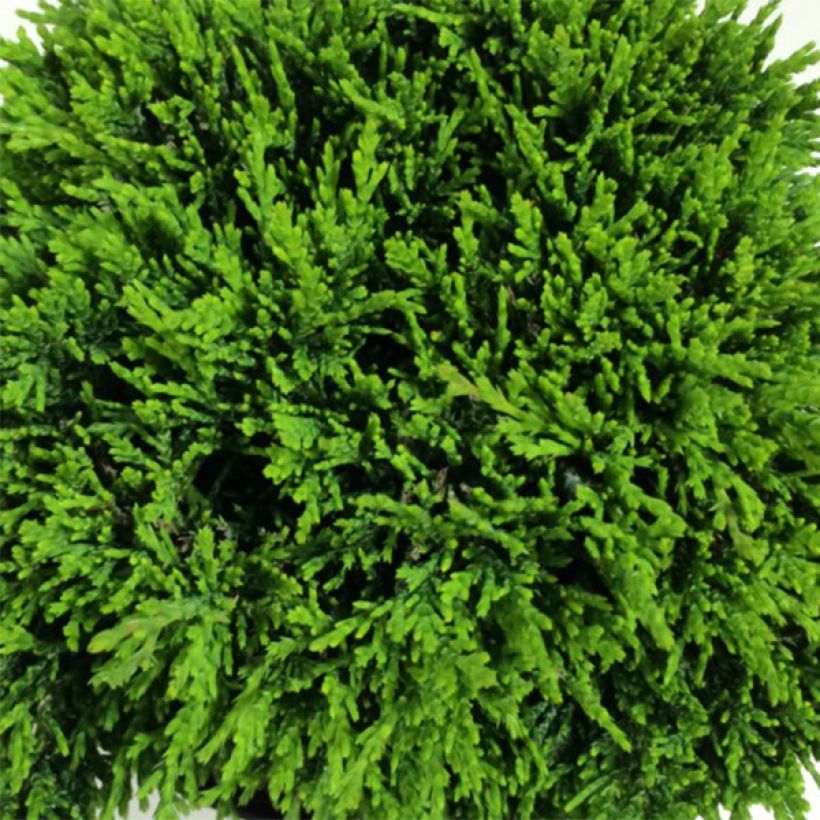 Chamaecyparis lawsoniana Green Globe - Cyprès de Lawson nain            (Foliage)