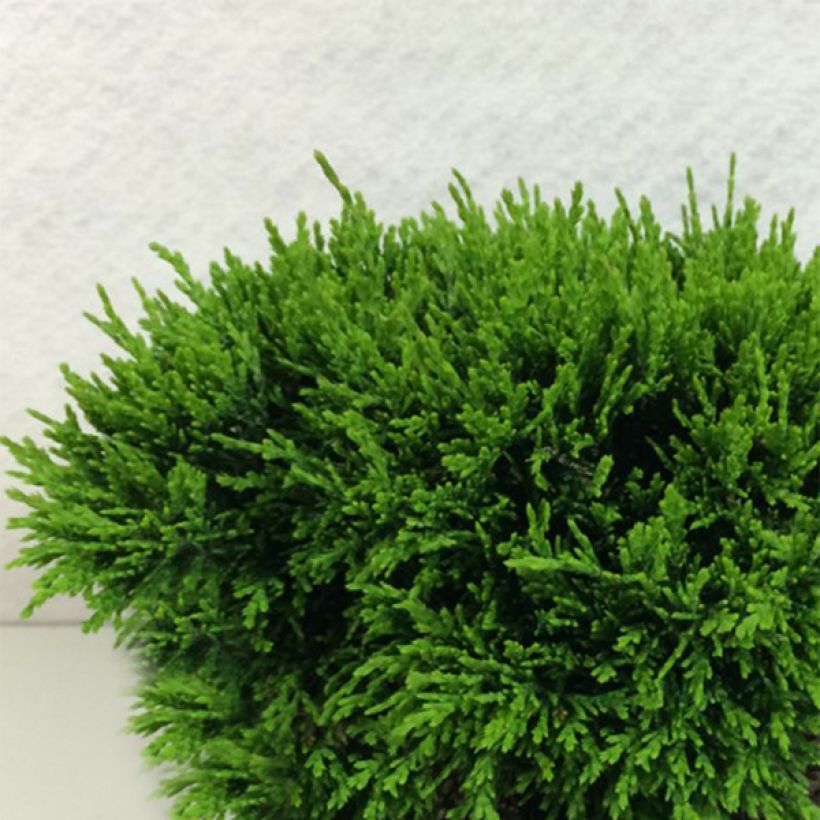 Chamaecyparis lawsoniana Green Globe - Cyprès de Lawson nain            (Plant habit)