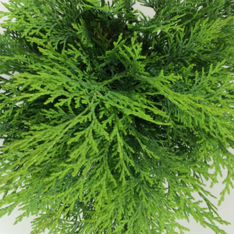Cyprès de Lawson -  Chamaecyparis lawsoniana Mini Globus (Foliage)