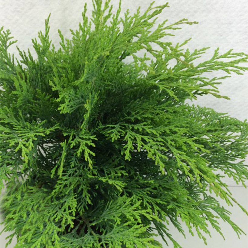 Cyprès de Lawson -  Chamaecyparis lawsoniana Mini Globus (Plant habit)