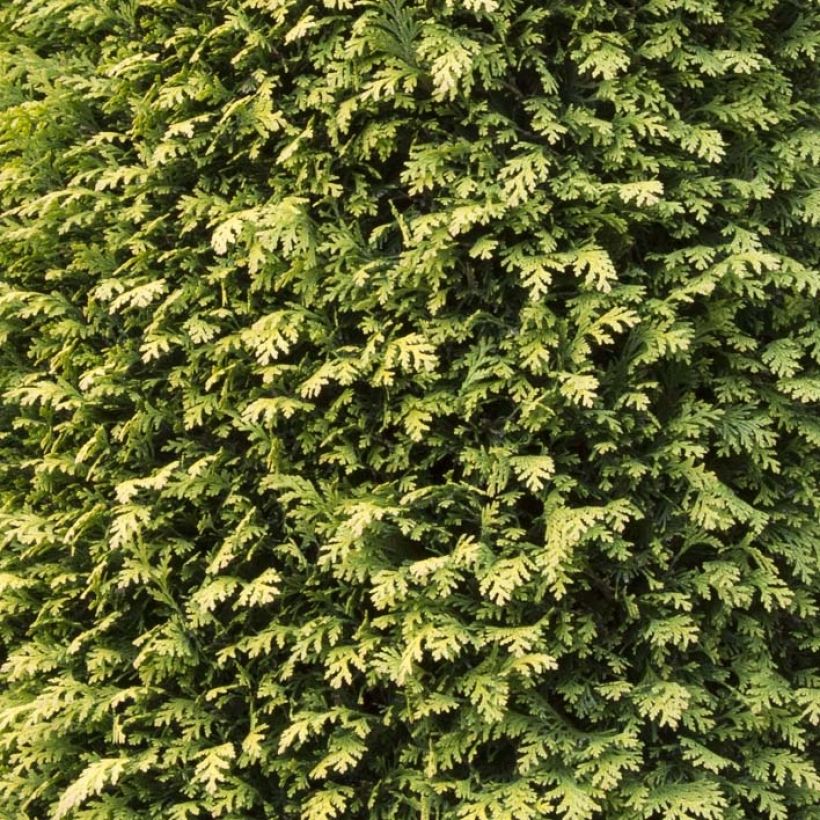 Cyprès de Lawson - Chamaecyparis lawsoniana Stardust (Foliage)