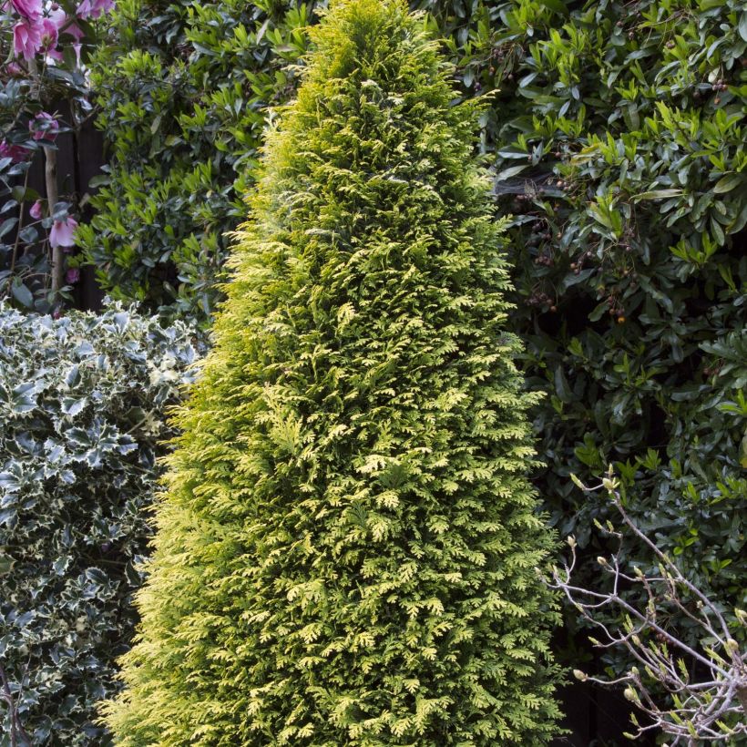 Cyprès de Lawson - Chamaecyparis lawsoniana Stardust (Plant habit)