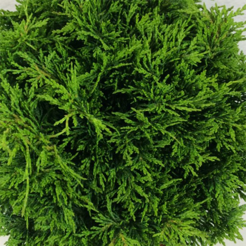 Cyprès de Lawson - Chamaecyparis lawsoniana Twisted Ball (Foliage)