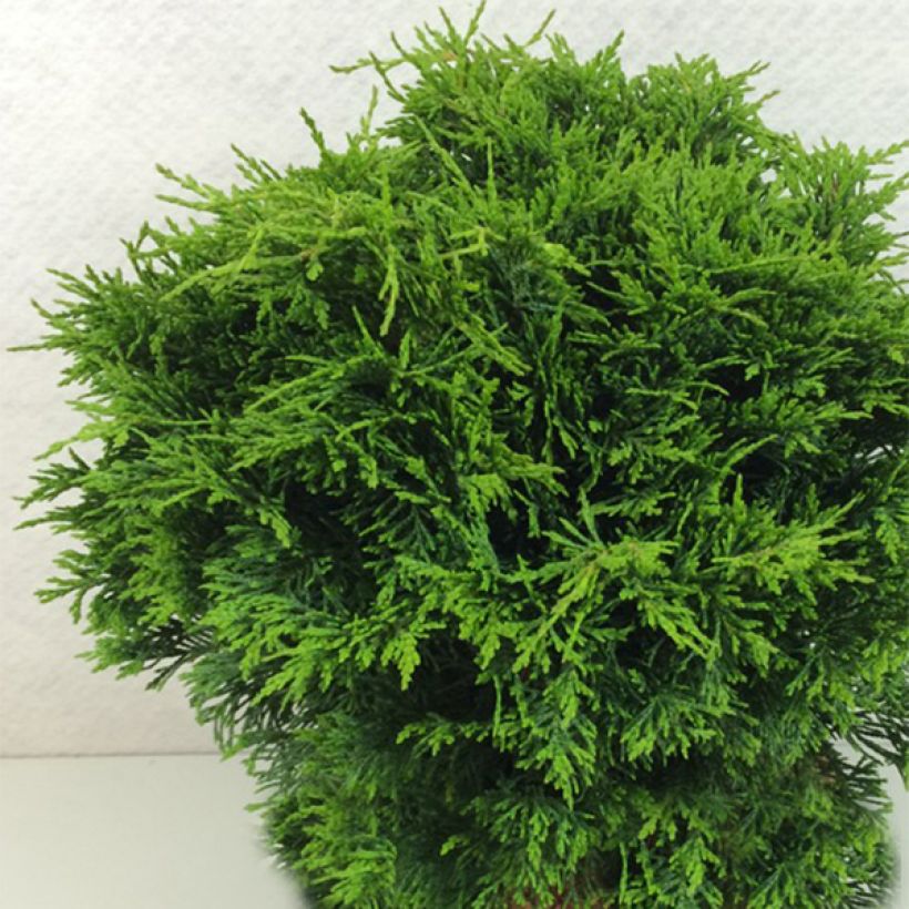 Cyprès de Lawson - Chamaecyparis lawsoniana Twisted Ball (Plant habit)