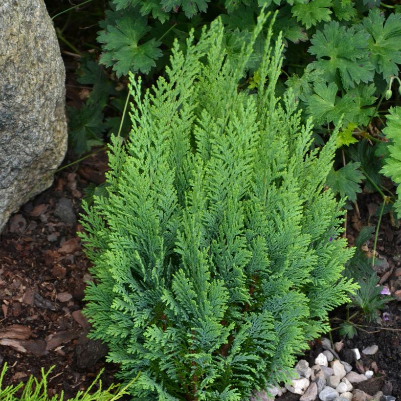 Cyprès de Lawson - Chamaecyparis lawsoniana White Spot (Plant habit)
