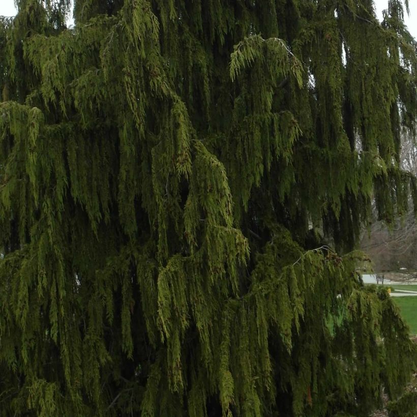 Chamaecyparis nootkatensis Pendula - Cyprès de Nootka pleureur (Foliage)