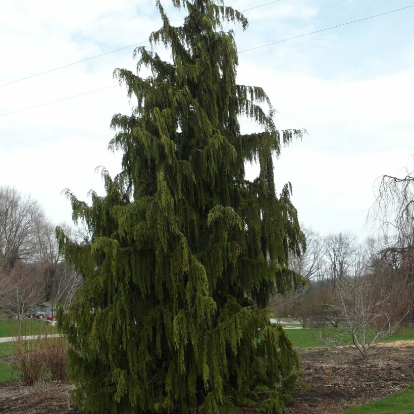 Chamaecyparis nootkatensis Pendula - Cyprès de Nootka pleureur (Plant habit)